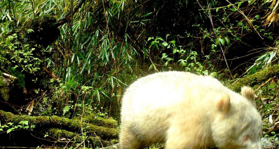 Primeras imágenes de buena calidad de un panda albino. FOTO Captura de pantalla 