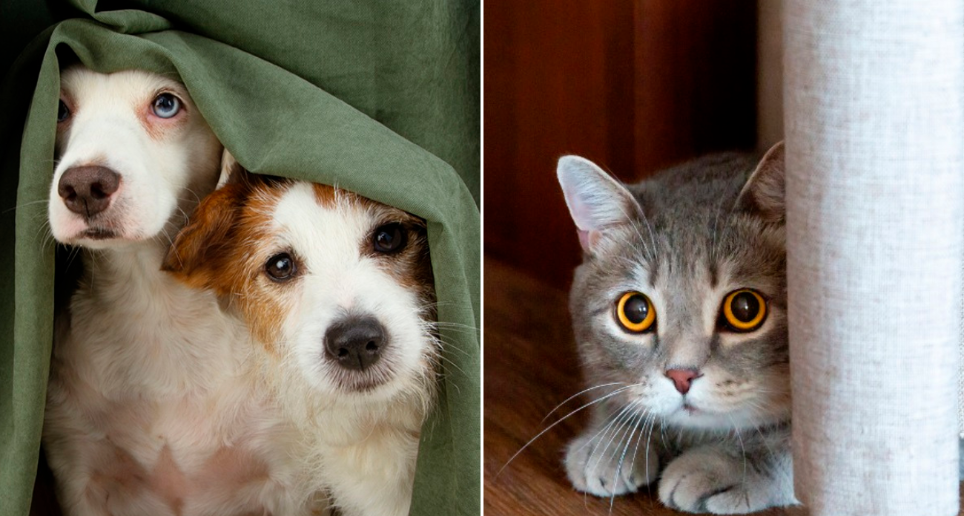 Desde ya se deben preparar a las mascotas ante el efecto que ellos provoca la pólvora. FOTO Cortesía