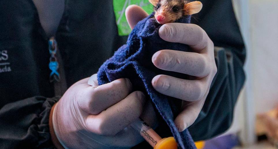 8 horas en la ambulancia de los animales silvestres de Medellín