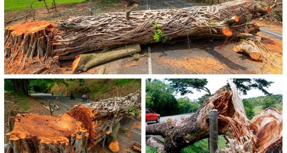 Según el gobernador de Antioquia, en el marco del paro han tumbado más de 20 árboles. FOTOS Manuel Saldarriaga