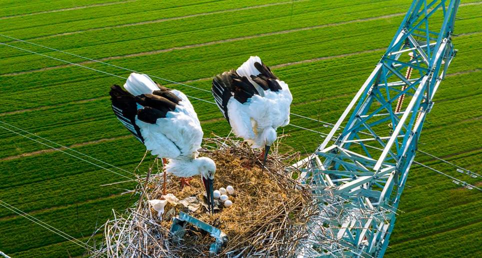  El año pasado las cigüeñas criaron cuatro pájaros sobre está misma torre. Foto Getty