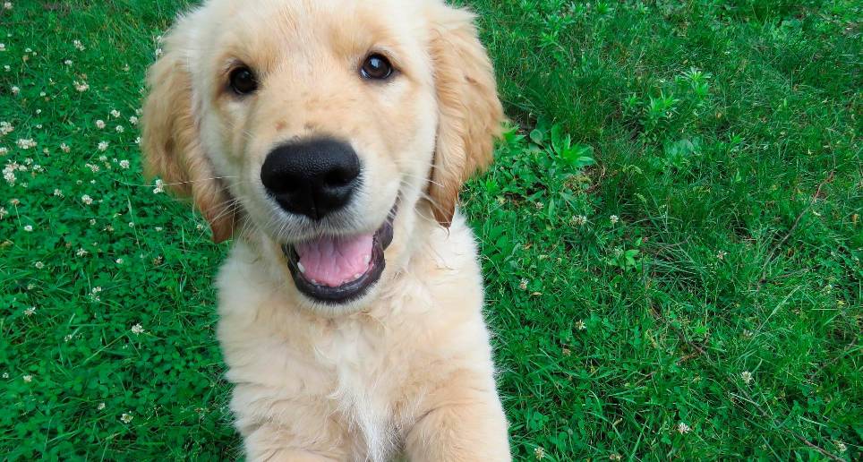 La producción de lágrimas en los perros ayudaría a forjar conexiones más fuertes entre ellos y las personas, es decir, tendría una función social. FOTO PIXABAY.