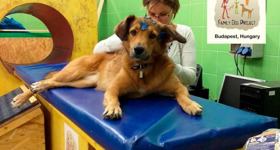 El estudio se logró poniendo electrodos de manera no invasiva a los perros que participaron en el estudio. Foto: Sinc-Huba Eleőd