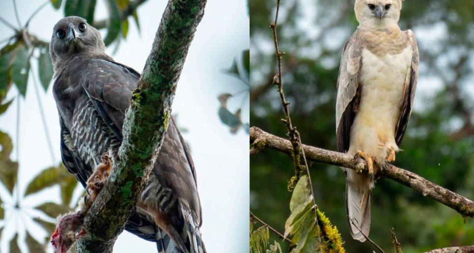 De izquierda a derecha, Mateo Giraldo, director del Proyecto Grandes Rapaces Colombia, Yulisa Navarro, bióloga Sociedad Ornitológica de Córdoba y Diego Polo, el custodio de nuevo pichón de águila arpía menor. FOTO Cortesía