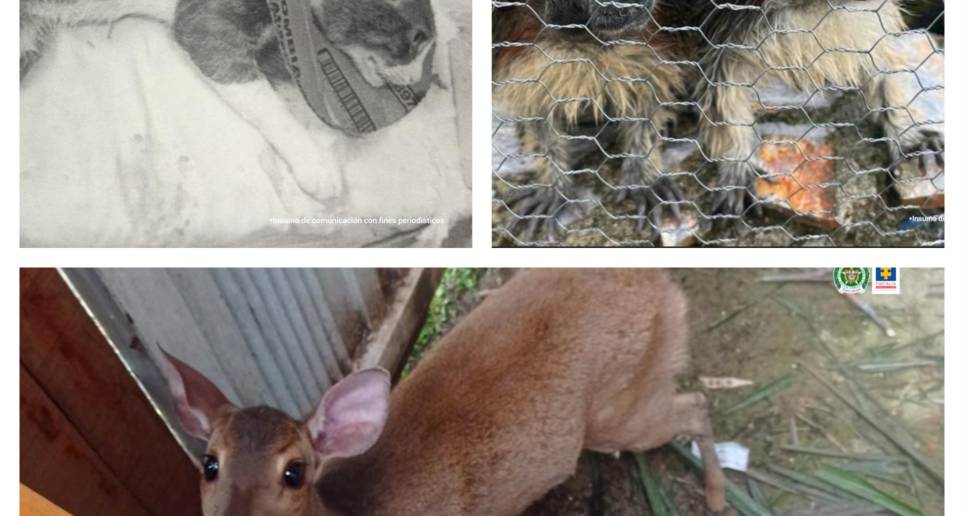 Los animales se encuentran a manos de las autoridades ambientales. Foto: Cortesía Fiscalía