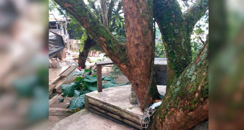 ¿Por qué se caen los árboles de la zona urbana de Medellín?