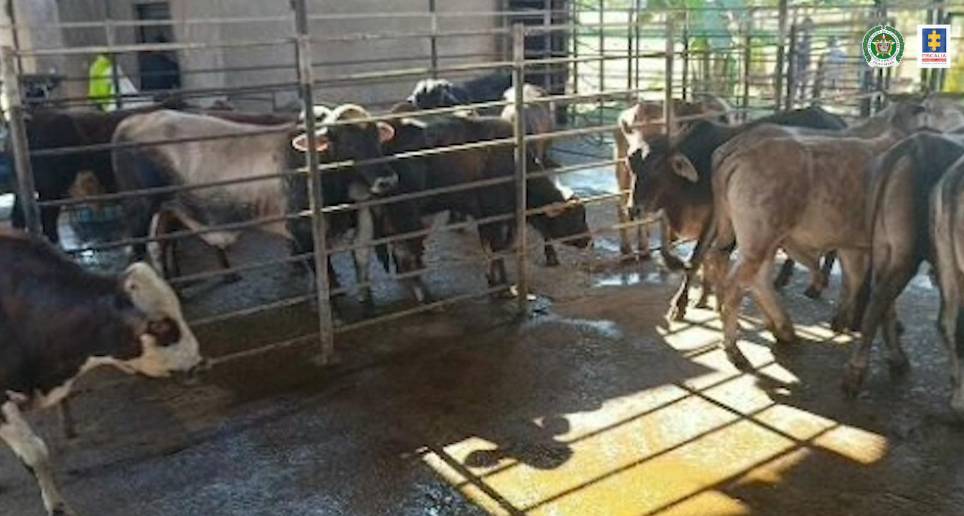 En los corrales encontraron 44 cerdos, 24 vacas y un búfalo. FOTO: CORTESÍA FISCALÍA