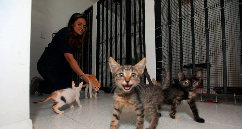 Los gatos que llegaron de Santa Marta a Happy Pets Club y Vida Felina, organizaciones de Medellín. Foto Esneyder Gutiérrez