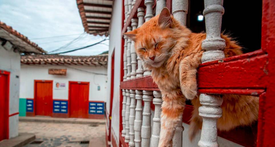Un gato con acné. Foto Juan Antonio Sánchez