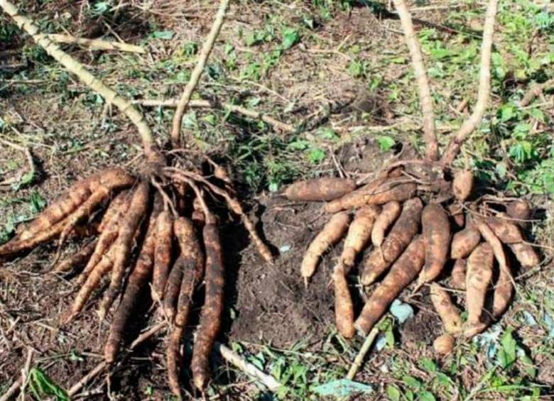 ¿Por qué ha subido tanto el precio de la yuca?