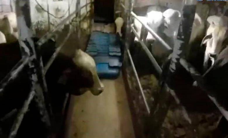 Esta es la segunda incautación de cocaína que se ha presentado este año cerca de las islas Canarias. FOTO Captura de video Policía española