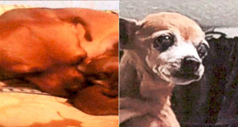 Estas son algunas de las fotografías de Lulu, la perrita que habría sido ahorcada por un falso veterinario en Ibagué. FOTO: FISCALÍA