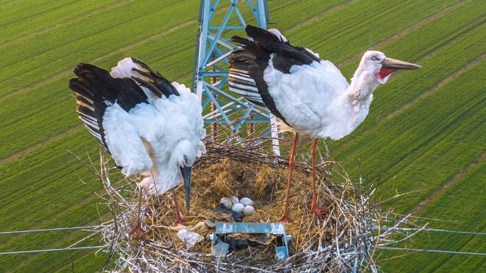 Las cigüeña blanca oriental es un animal protegido a nivel nacional en China. Foto Getty