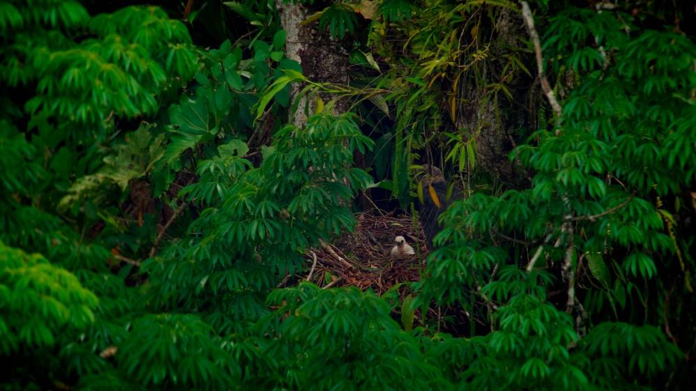 Así se ve el pichón de águila arpía en el nido. Foto Cortesía Proyecto Grandes Rapaces Colombia.