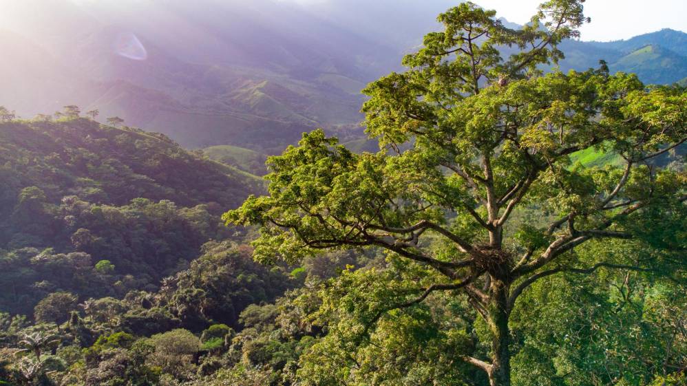 Una imagen del nido de águila arpía. Foto Cortesía Proyecto Grandes Rapaces Colombia.