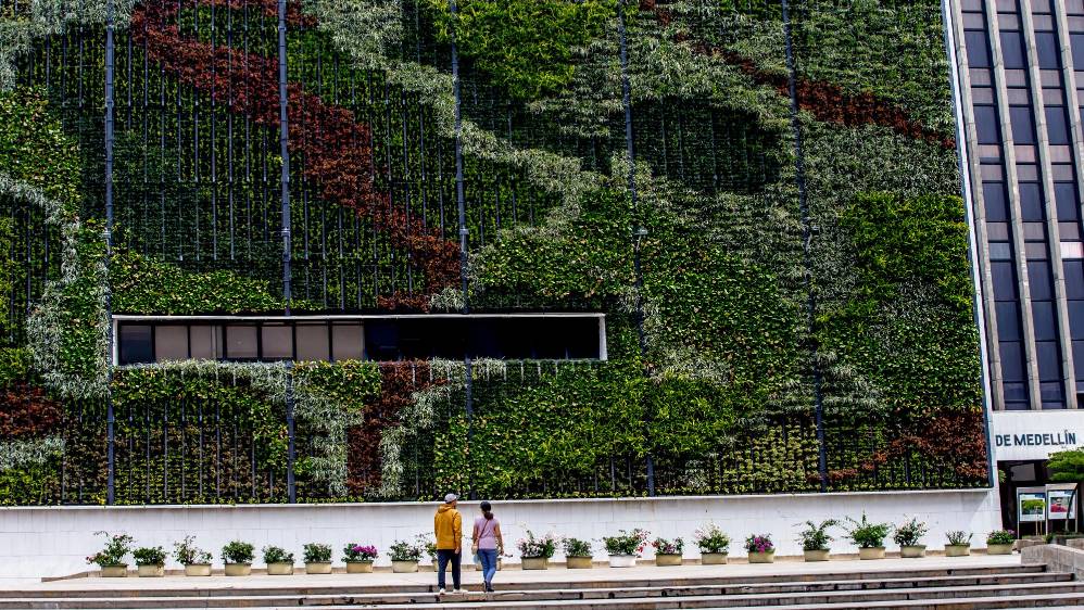 En los cinco jardines verticales se sembraron 22.8000 plantas con capacidad para absorber 88.920 kilogramos de polvo y 1.466 kilogramos de metales pesados cada año. Foto: Juan Antonio Sánchez Ocampo