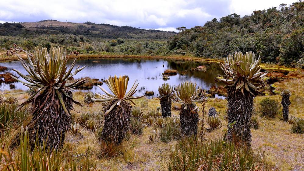 El páramo de Belmira es llamado “la fábrica de agua” ya que gran parte del departamento antioqueño se beneficia de sus afluentes. Foto: Juan Antonio Sánchez