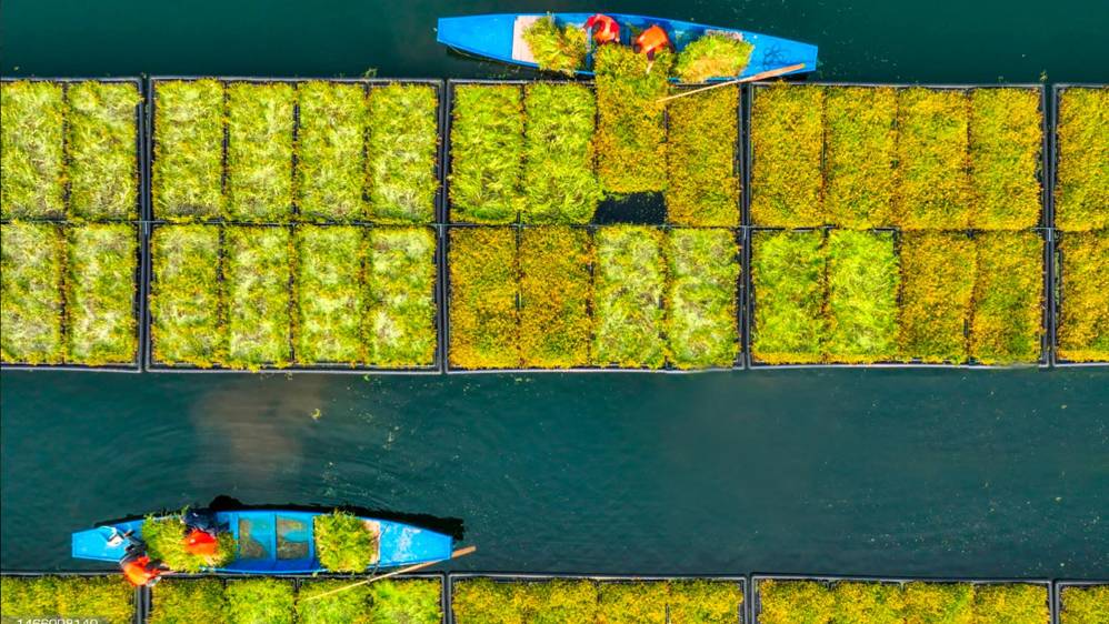 Las hojas de berro están compuestas en un 94% de agua y su composición orgánica contienen altas y concentradas dosis de nutrientes. Foto: Getty