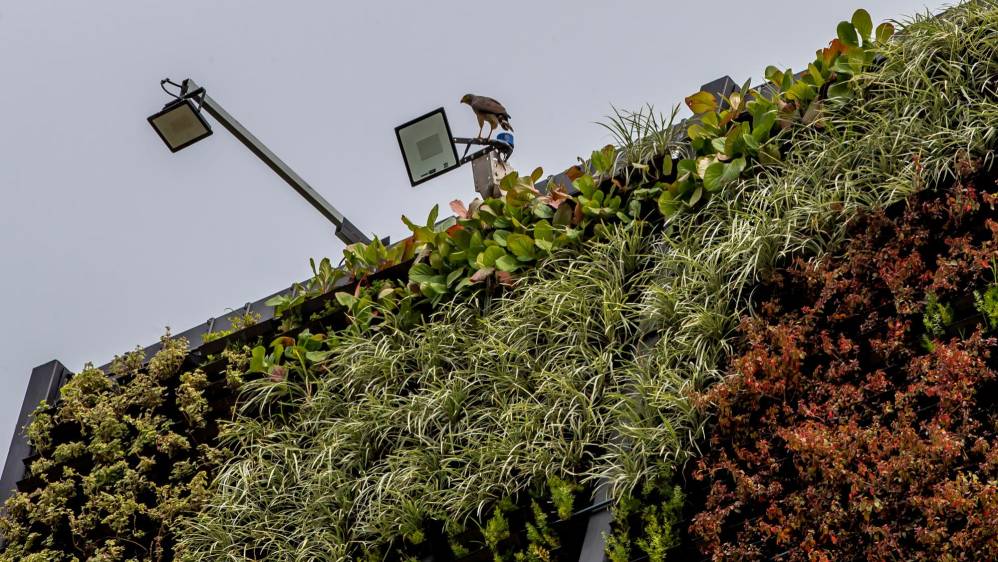 Los jardines tienen la capacidad de producir oxígeno para 684 personas cada año. Foto Juan: Antonio Sánchez Ocampo
