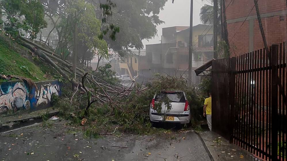Según el Dagrd en lo que va del 2023 son 107 los incidentes de caídas de árboles, sobretodo en zonas residenciales del occidente. Foto Julio César Herrera
