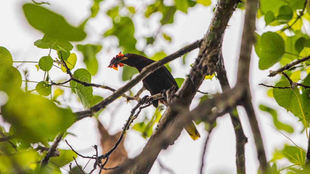 La Oropéndola crestada se alimenta básicamente de insectos grandes, frutos y néctar de flores. Foto: Carlos Velásquez