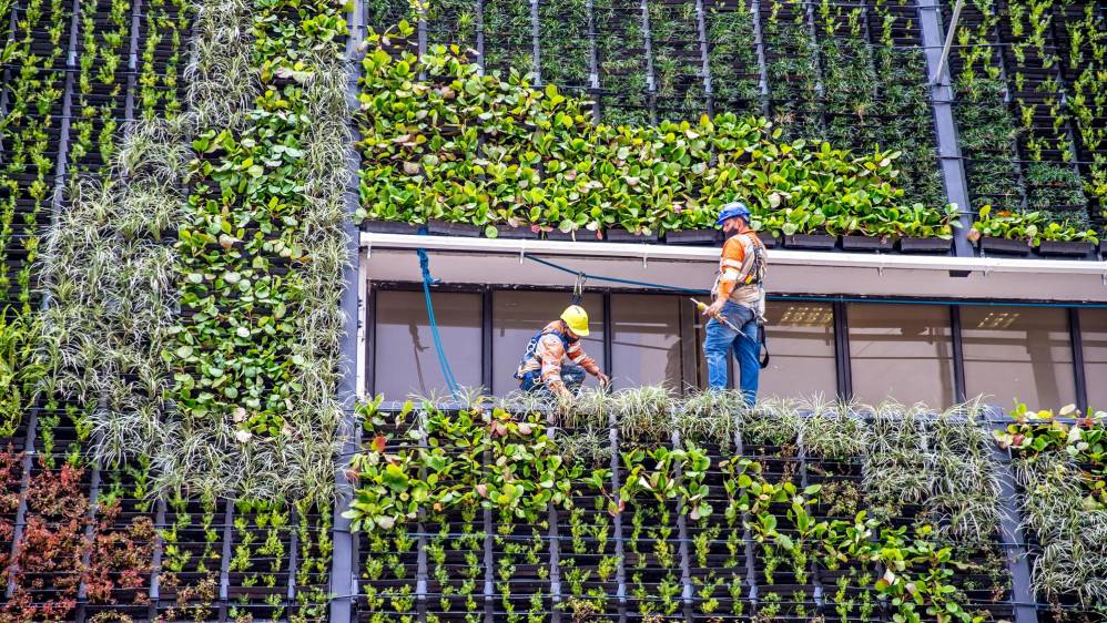 En los cinco jardines verticales se sembraron 22.8000 plantas con capacidad para absorber 88.920 kilogramos de polvo y 1.466 kilogramos de metales pesados cada año. Foto: Juan Antonio Sánchez Ocampo