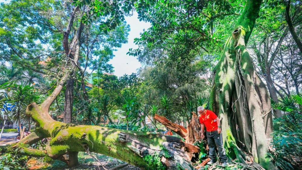 Según el Dagrd en lo que va del 2023 son 107 los incidentes de caídas de árboles, sobretodo en zonas residenciales del occidente, especialmente cuando la ciudad la sacude las fuertes tormentas. Foto Esneyder Gutiérrez