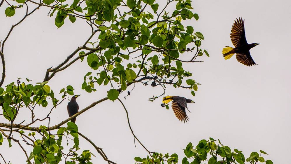 La oropéndola crestada (Psarocolius decumanus) habita zonas bajas como Urabá, donde fueron fotografíados estos individuos. Foto: Carlos Velásquez