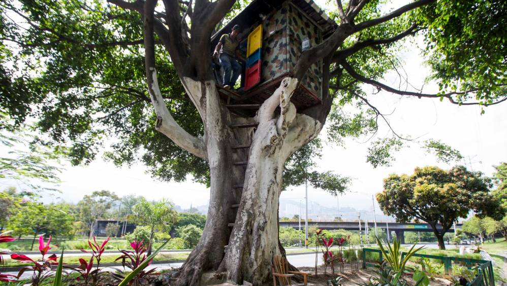 La casa en el árbol estaba construida a más de 8 metros de altura, sobre unos gruesos tallos sobre los que instaló un habitáculo de aproximadamente 3 metros de largo por 2 de ancho. Foto: Julio Herrera 