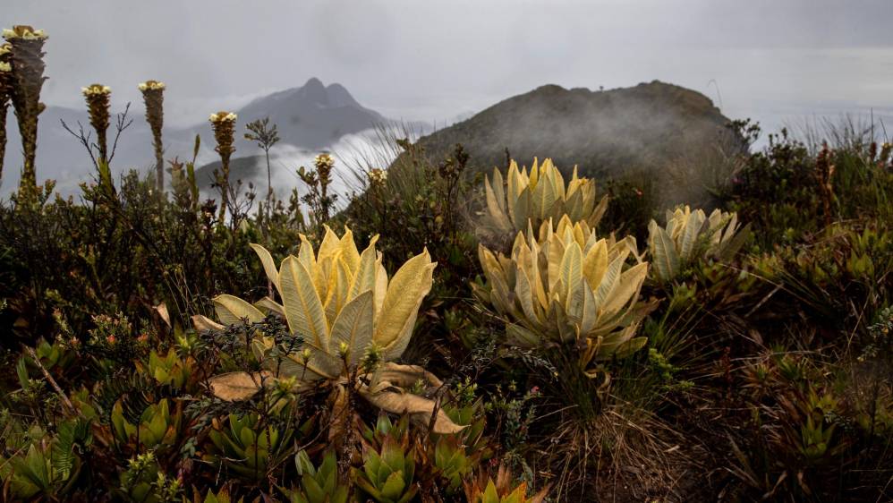 En el páramo de Sonsón se encuentra la nueva especie de Frailejón (Espeletia restricta) identificada recientemente a más de 3,000 metros sobre el nivel del mar. Foto: Esteban Vanegas