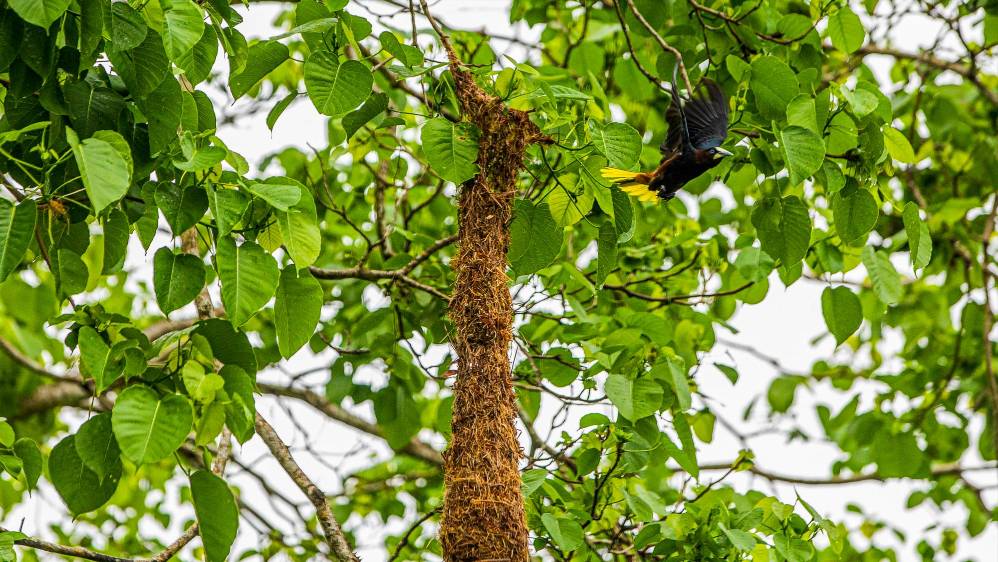 Estas aves coloridas son conocidas como mochileros por la forma en que tejen su nido. Foto: Carlos Velásquez