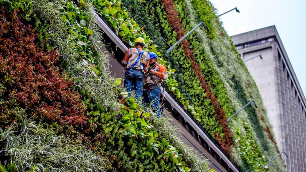 En total se sembraron 36.816 plantas que incluyen especies como liriope variegado y sencillo, incienso, vinca, bergenia y helecho peine, entre otras, que aportan a la biodiversidad de fauna y flora en la ciudad. Foto: Juan Antonio Sánchez Ocampo 