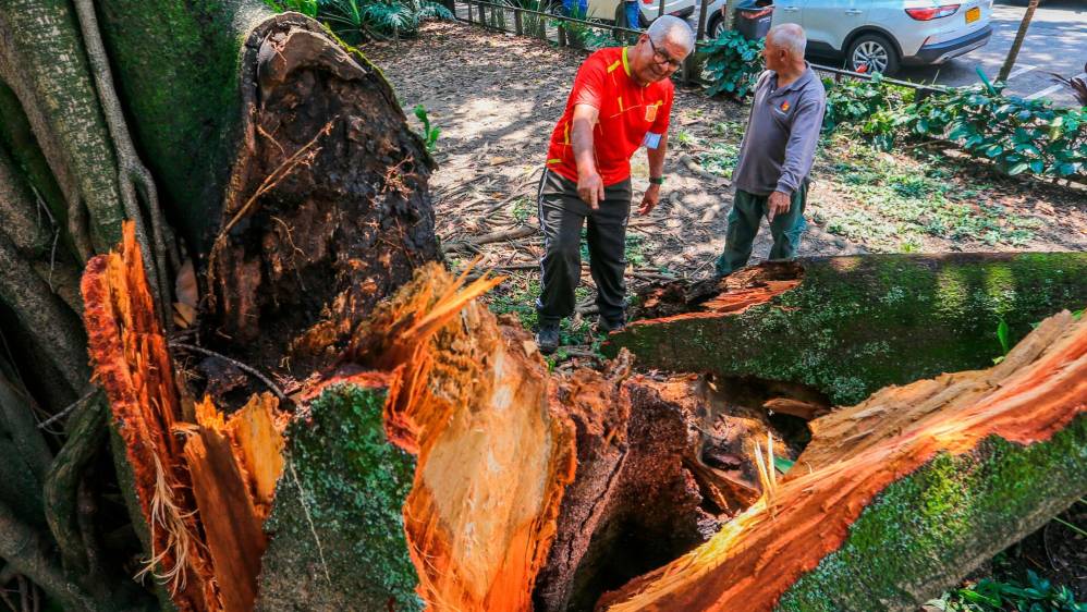 Los desplome se dan tras fuertes tormentas pero también se han dado casos en que caen sin previo aviso como ocurrió hace unos días en el primer parque de Laureles. Foto Esneyder Gutiérrez