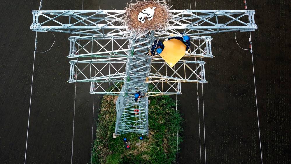 Los trabajadores de las empresas locales de energía realizan mantenimiento de las torres respetando el nido de las aves. Foto: Getty 