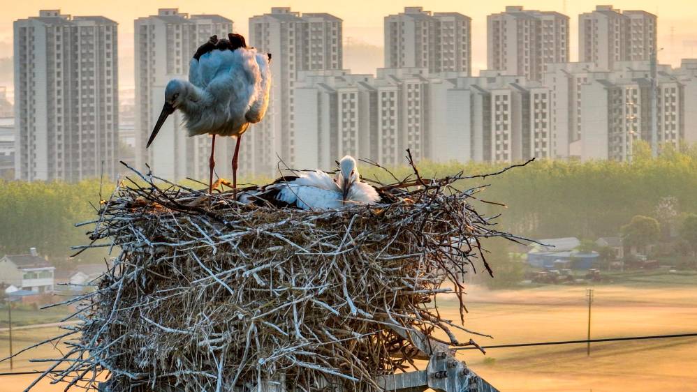 Las autoridades locales del medio ambiente esperan que las aves incuben exitosamente sus huevos y tengan buen número de crías. Foto: Getty