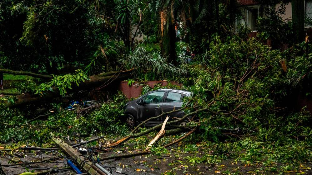 Según el Dagrd en lo que va del 2023 son 107 los incidentes de caídas de árboles, sobretodo en zonas residenciales del occidente, especialmente cuando la ciudad la sacude las fuertes tormentas. Foto Esneyder Gutiérrez