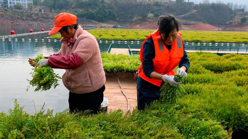 En China múltiples agricultores han decidido apostar por cultivar el berro para su consumo y comercialización Foto: Getty