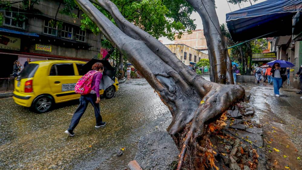 La falta de poda y el poco cuidado de estos ha influido en el aumento del riego de caída. Foto Manuel Saldarriaga