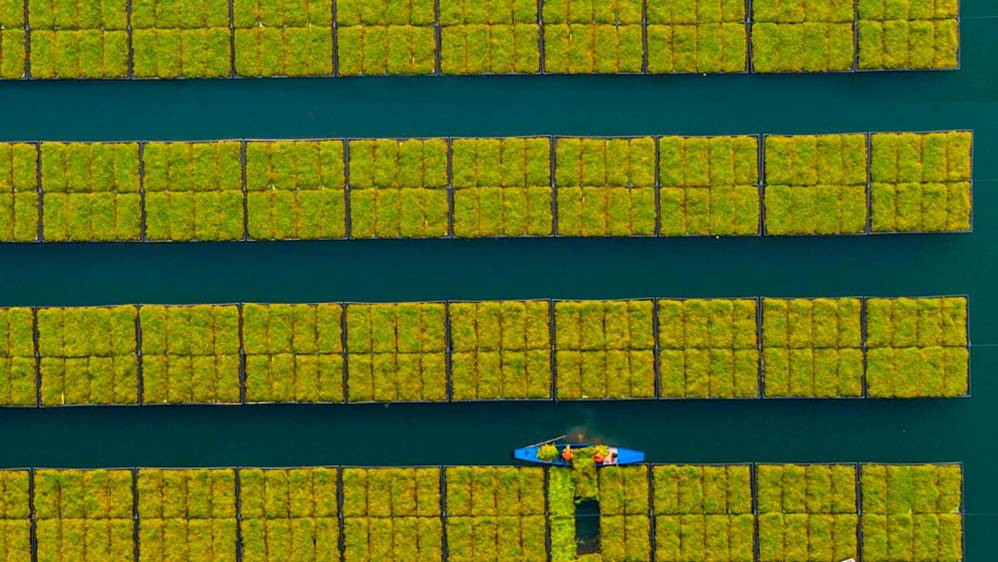 En la provincia de Zhejiang de China están sembrando principalmente berro, una hortaliza de fuerte sabor. Foto: Getty