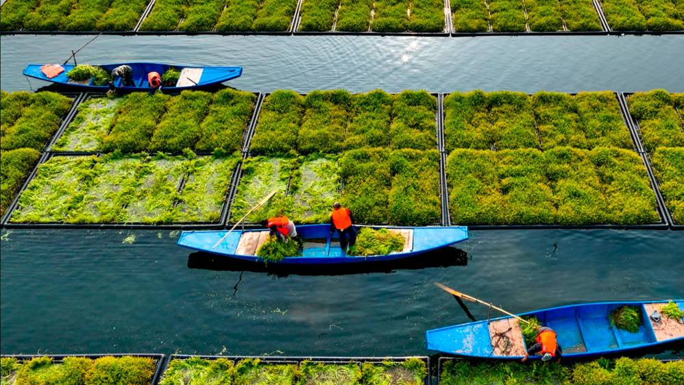 En fotos | Chinos cosechan sobre una isla flotante
