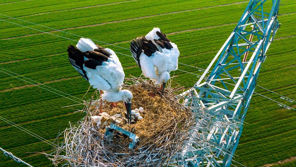  El año pasado las cigüeñas criaron cuatro pájaros sobre está misma torre. Foto Getty