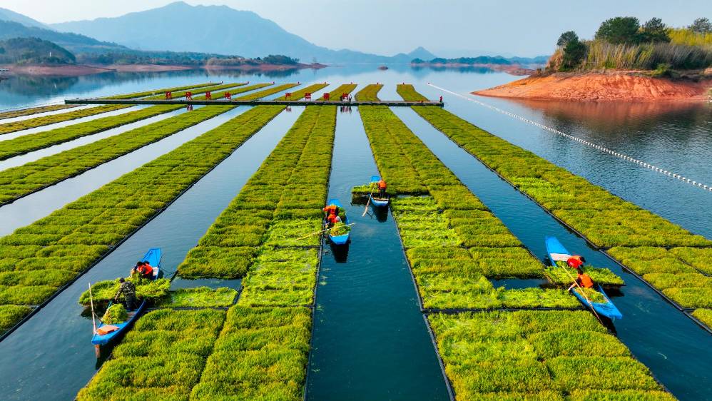 La practica de cultivos sobre islas flotantes se está extendiendo por varias provincias chinas. Foto: Getty