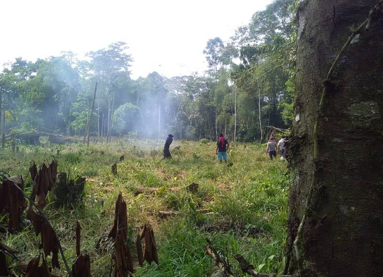Tres campesinos cocaleros resultaron heridos en una confrontación con la Fuerza Pública en la vereda Brisas de San Miguel, al sur del departamento del Putumayo. FOTO COLPRENSA