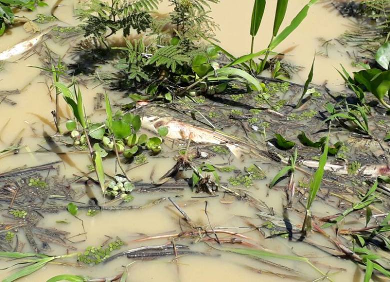 Denuncian mortandad de peces en el río Nechí