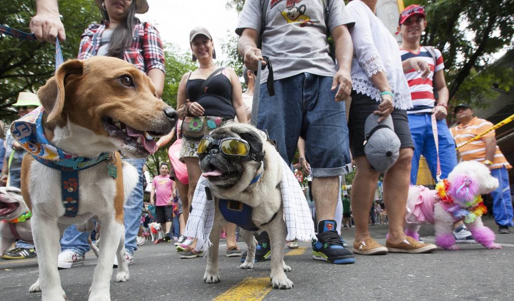 Este domingo se desarrolló la edición 16 de la caminata canina Feria de las Flores. FOTO EDWIN BUSTAMANTE