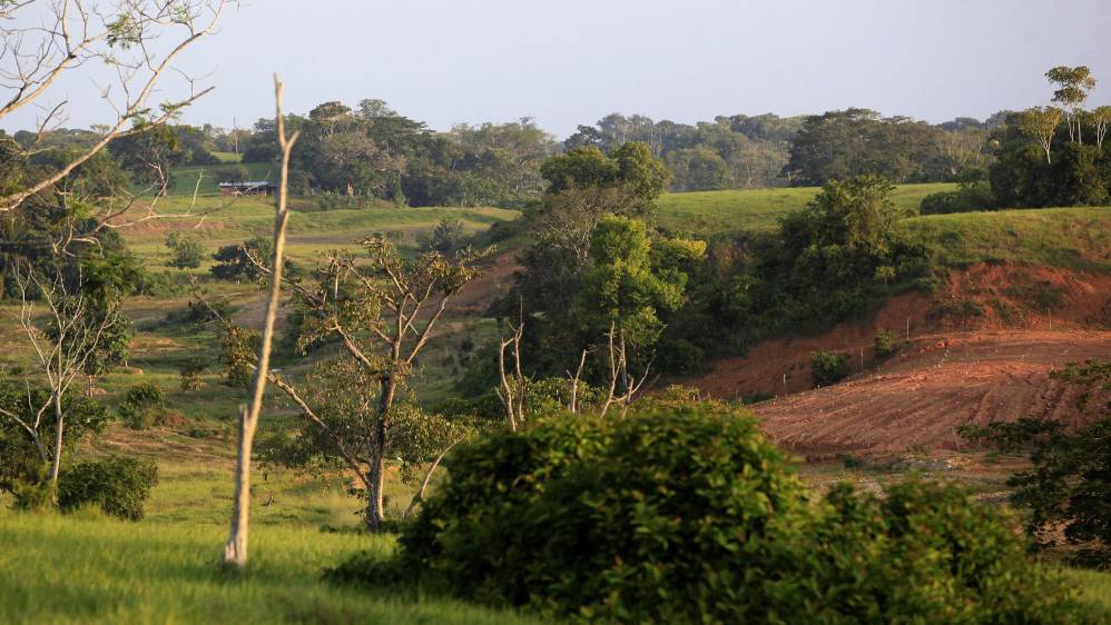Por lo menos 15 minas en Antioquia, reforestan los terrenos que son dragados para extraer el oro. Una de las minas que son pioneras en este tema es la mina Las Palmas, ubicada en el municipio de Caucasia. FOTO MANUEL SALDARRIAGA