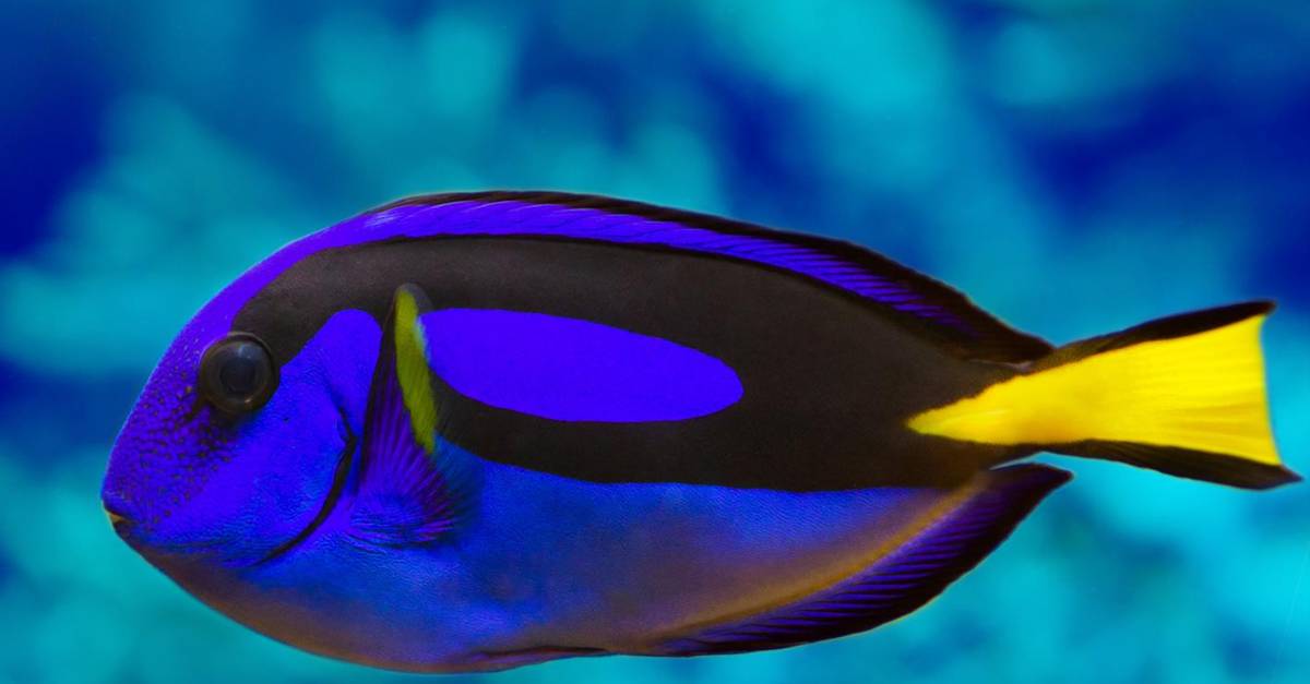 Dory Un Pez Cirujano Que Vive Lejos De Colombia