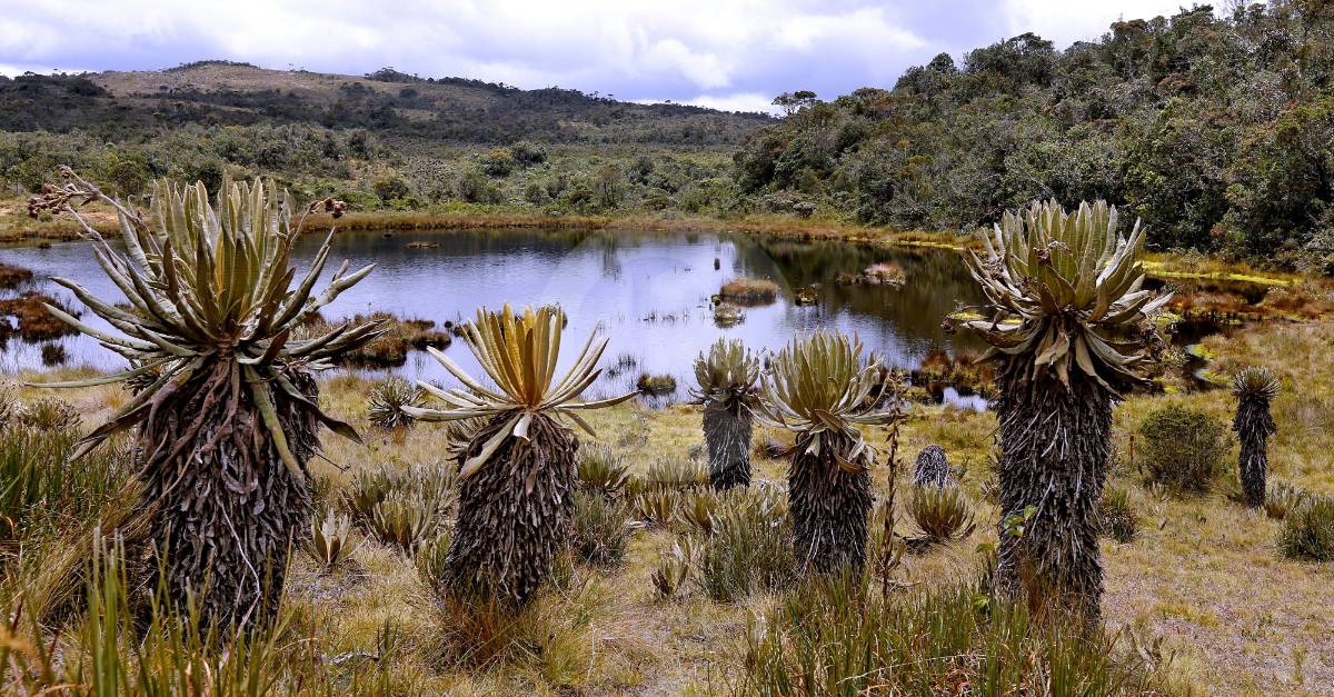 En el páramo de Belmira crece el área protegida