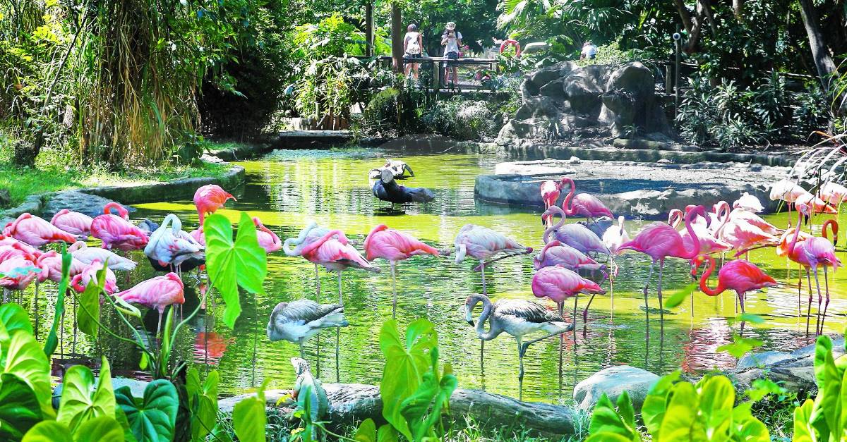 Zoológico de Medellín menos rejas, más libertad