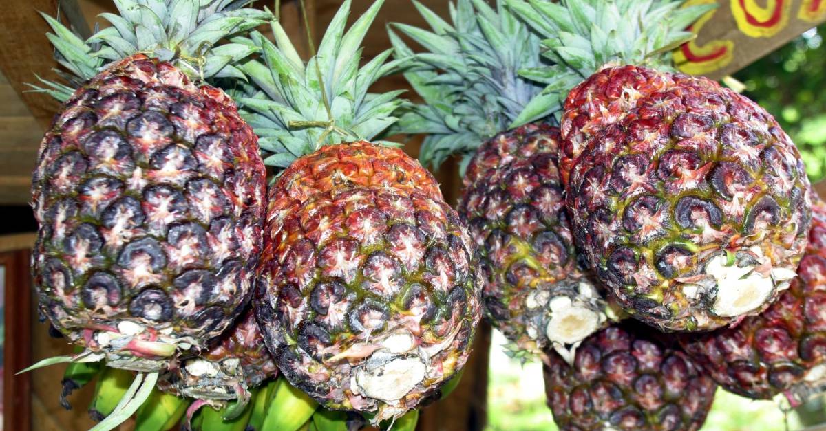 Salió primera carga de piña a